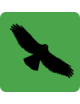 Bird Scarer Kites - Visual deterrents