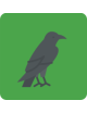 Crows, ravens, jackdaws and other corvids