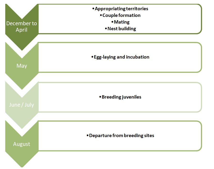 Seagull reproduction breeding period