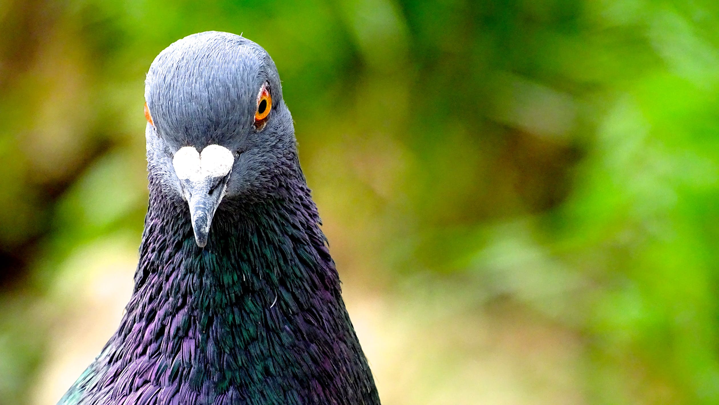 Was Geräusche erschrecken Vögel? Ultraschall Vogelabwehrgeräte Ultr