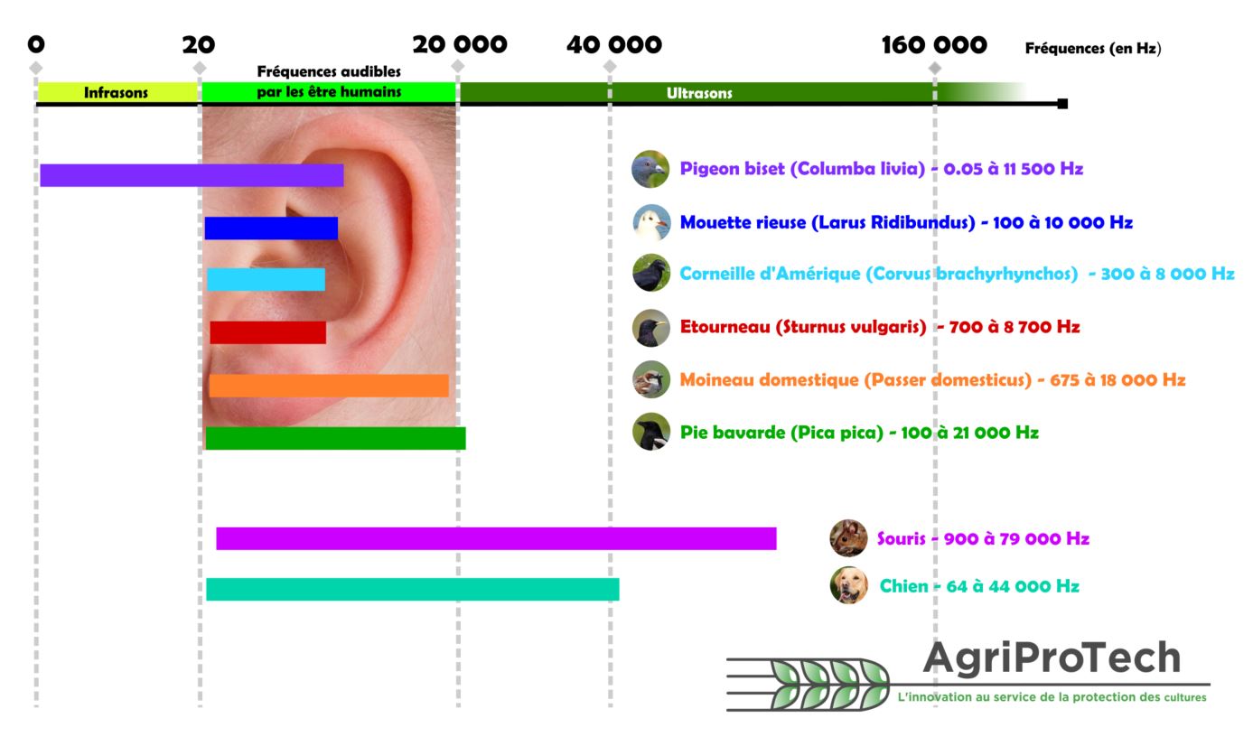 oreille oiseaux sons ultrasons