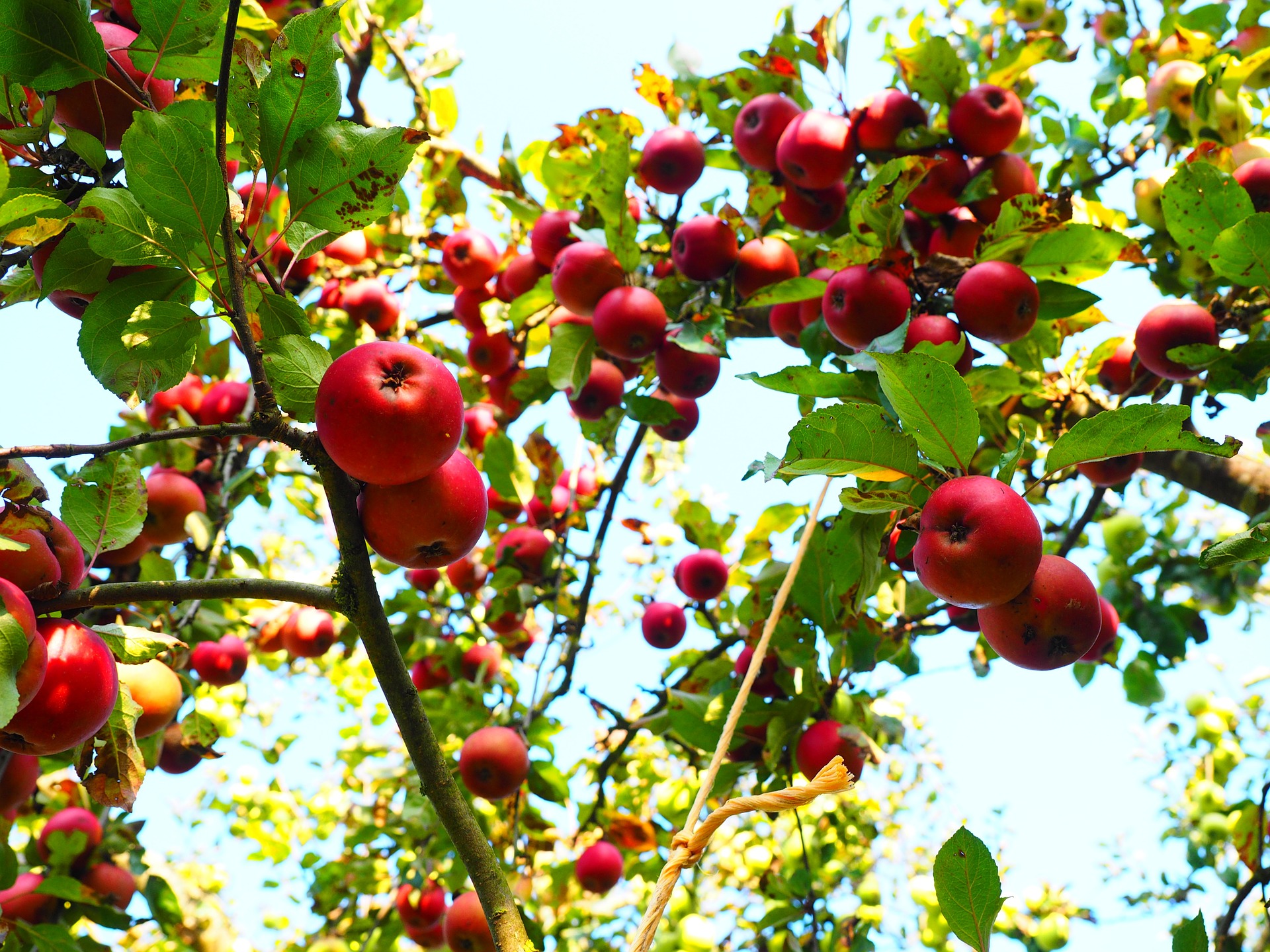 Harvest protection apple tree birds