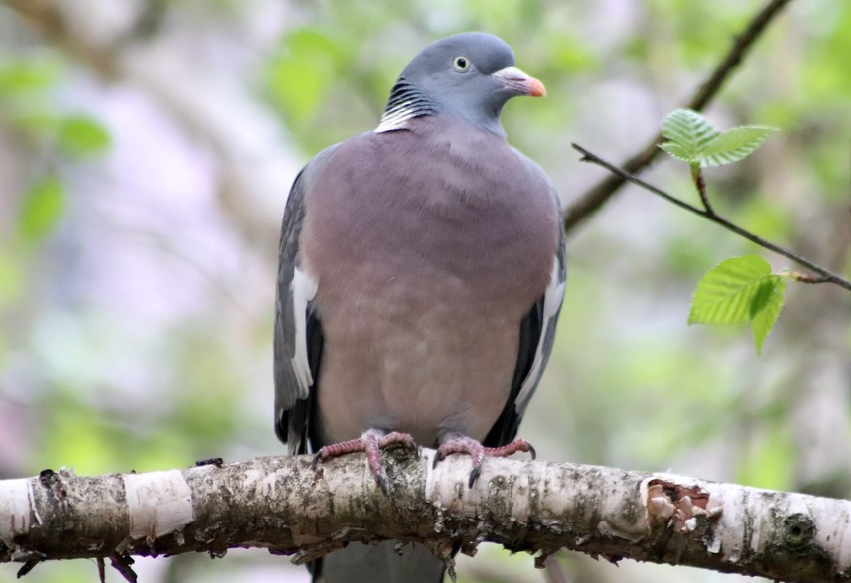 pigeon ramier tournesol