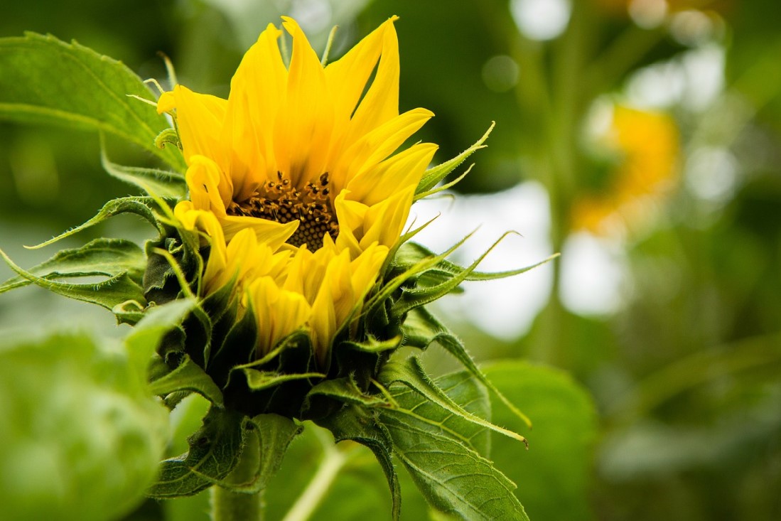 tournesol dégats oiseaux