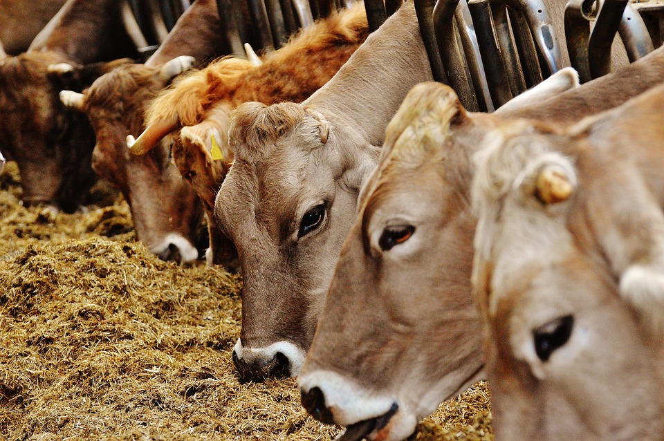 Schutz von Tierhaltung und Staren