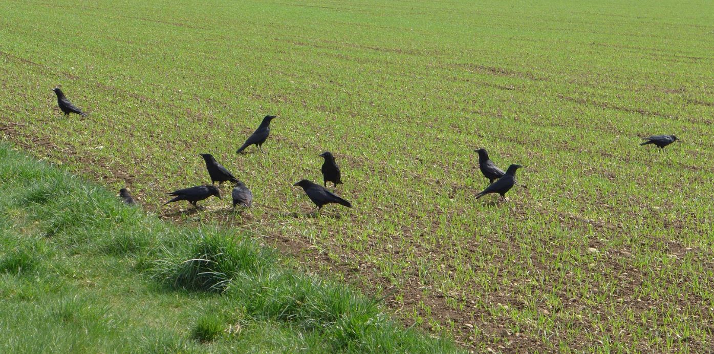 Corvidés champs