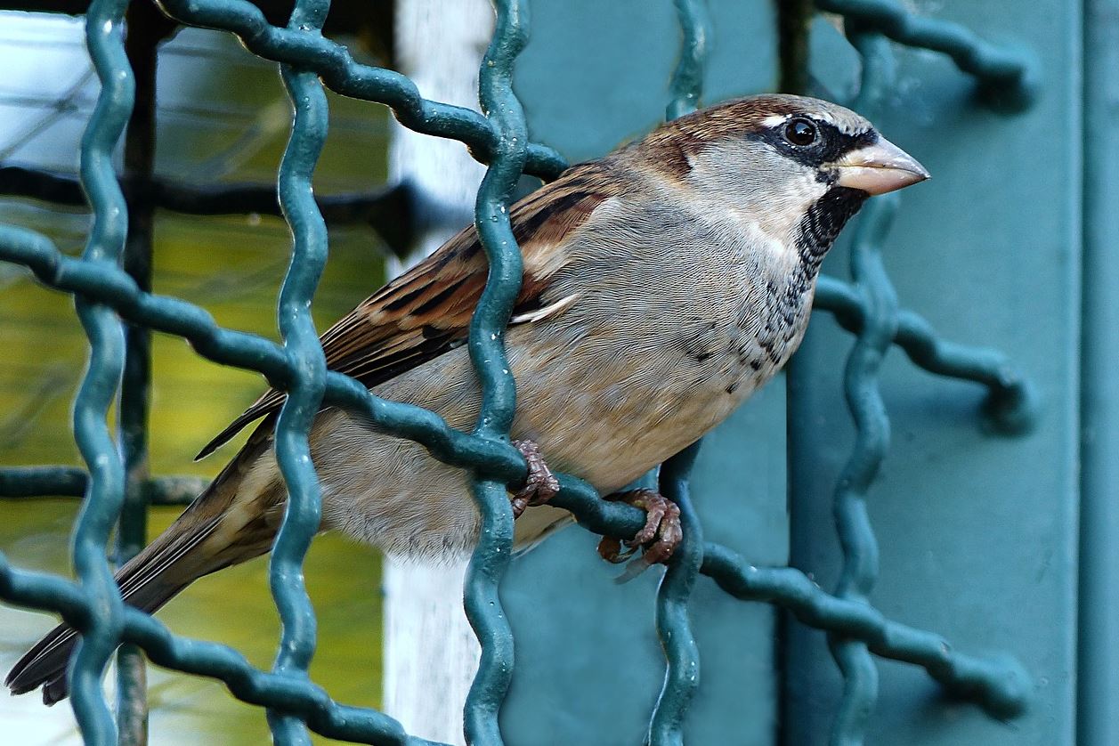 Moineau protection eloigner