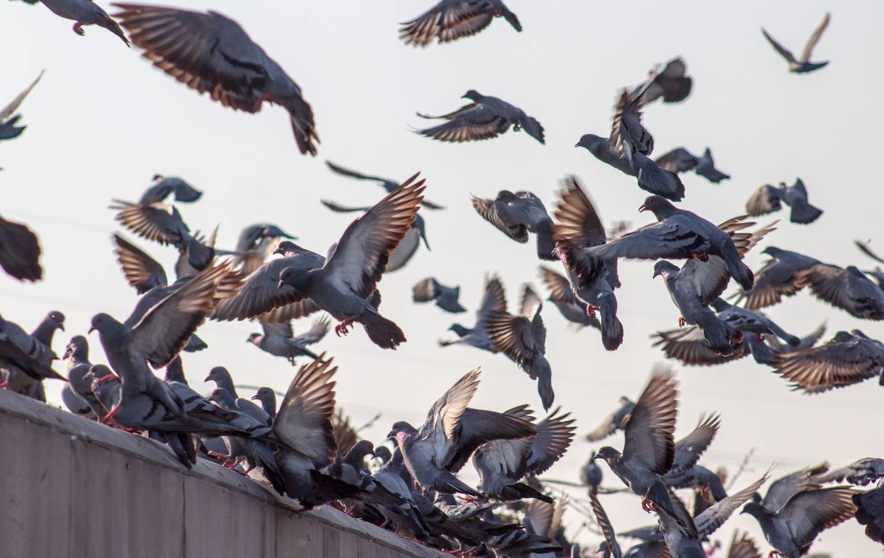 pigeons ville rassemblement