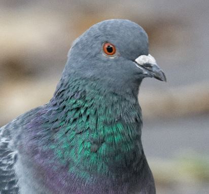 Pigeon biset