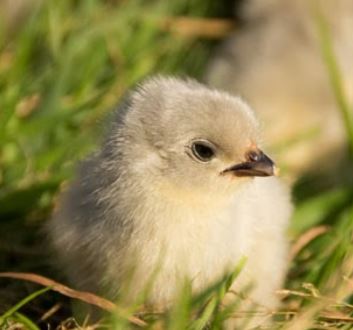 Schutz von Geflügel vor Raubvogelangriffen