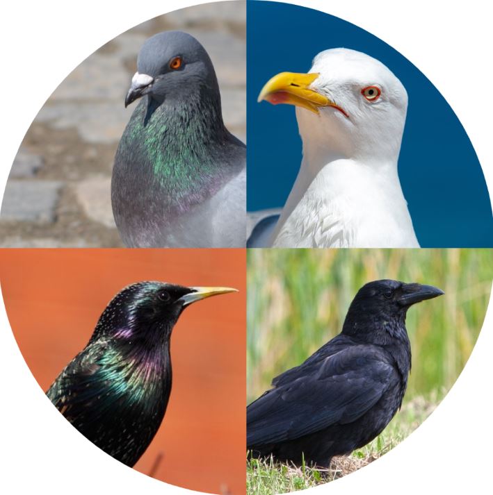 Corbeau, goéland, etourneau, pigeon