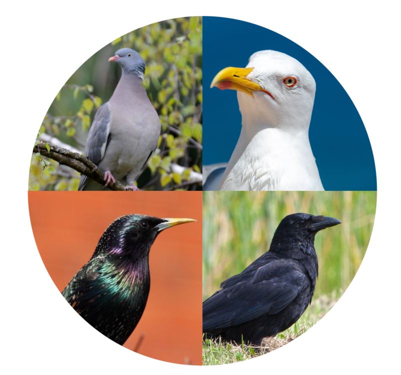 Corbeau, goéland, etourneau, pigeon