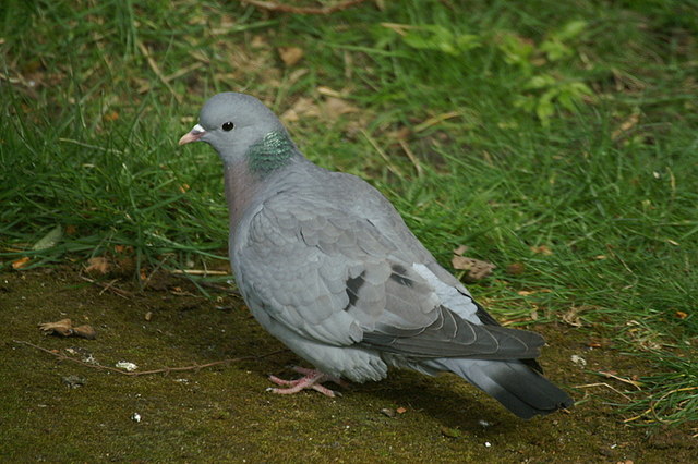 Pigeon colombin