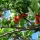 6 ways to efficiently protect fruit trees from bird damage!