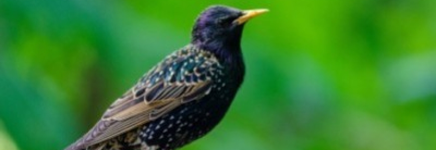 Our 4 tips for limiting starling damage