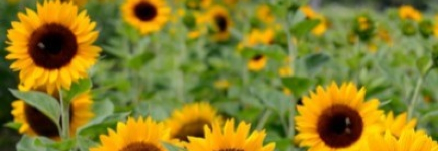 Wie können Sonnenblumen vor der Ernte vor Vogelschäden geschützt werden?