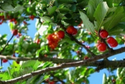 6 manières de protéger les arbres fruitiers contre les dégâts d’oiseaux !