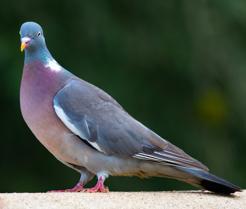 Guide pour différencier les pigeons ramier et biset