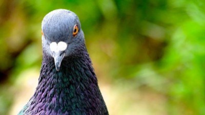 Ultrason contre les pigeons et les volatiles 