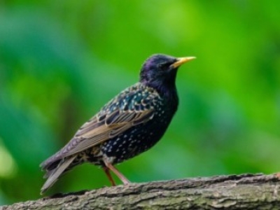 Our 4 tips for limiting starling damage