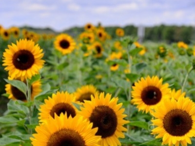 Wie können Sonnenblumen vor der Ernte vor Vogelschäden geschützt werden?