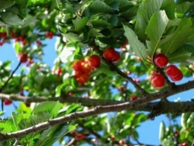 6 ways to efficiently protect fruit trees from bird damage!