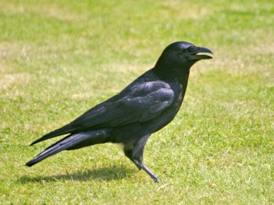 Différencier les corvidés qui causent des dégâts sur les cultures