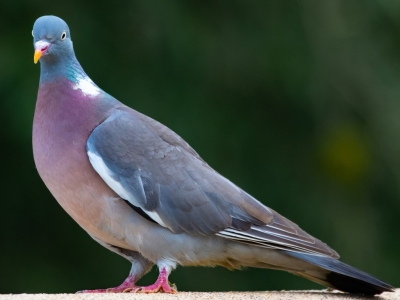 How can you identify the different species of pigeon and keep them away?