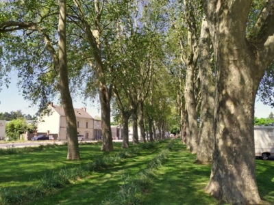 Campagne d'effarouchement de corvidés en centre-ville