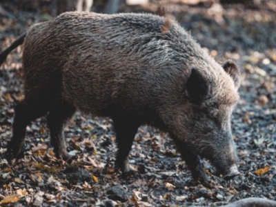 Limiting wildlife damage on crops with the WildTrac solution