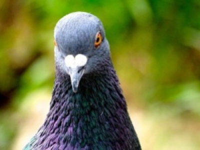 Halten Ultraschallabwehrmittel Vögel wirklich fern?