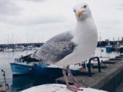 When and how can gulls be kept off the roofs of buildings?